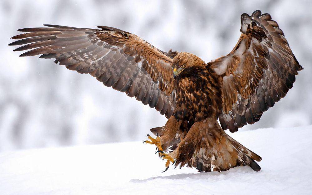 audubon.org