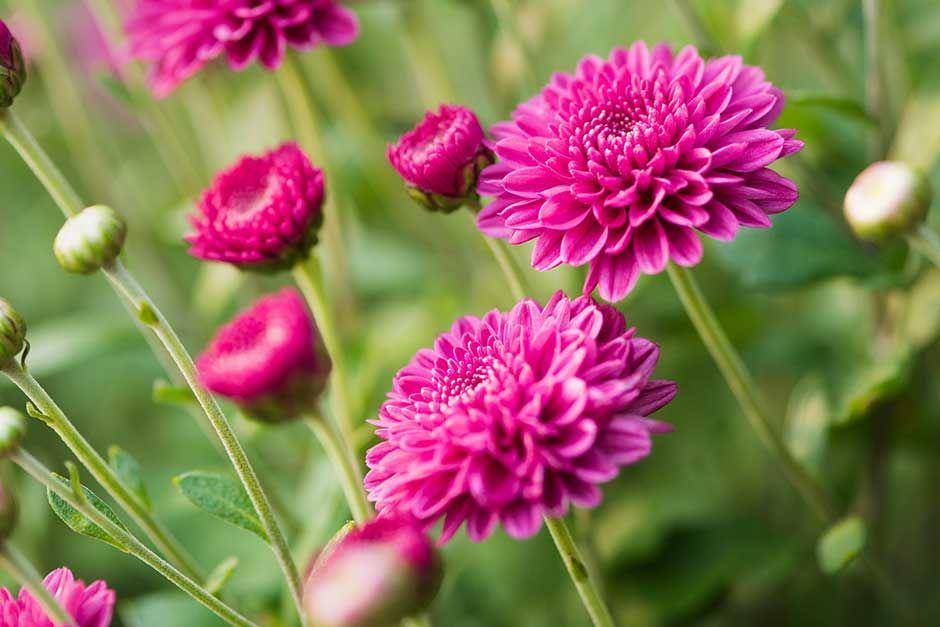rhs.org.uk