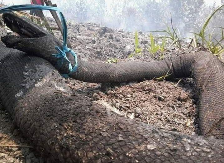 Mengenaskan! Raja Ular Rimba Kalimantan Hangus Akibat Kebakaran Hutan
