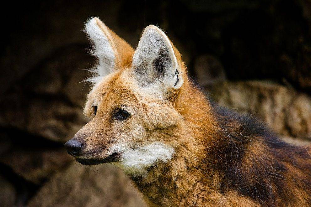 Pixabay/wildfaces-932734
