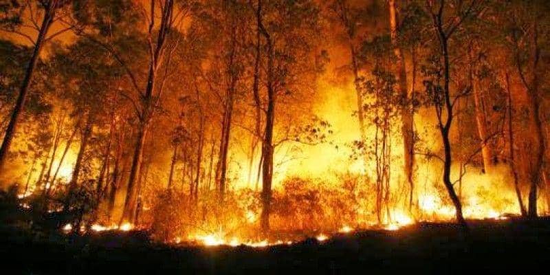 Terungkap, Ini Alasan Tersangka Karhutla Bakar Lahan di Berau
