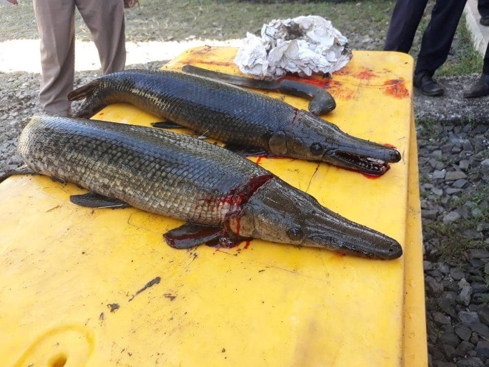 Dinas Kelautan Minta Warga Serahkan Ikan Invasif Perusak Ekosistem