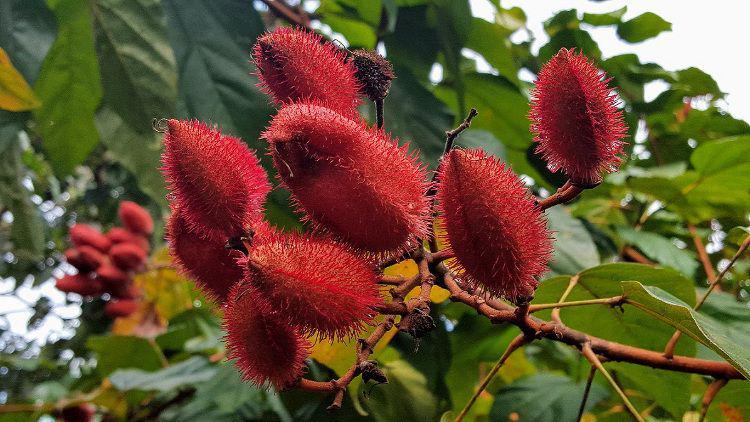 7 Manfaat Annatto, Tanaman yang Sering Dijadikan Kutek 'Low Budget'