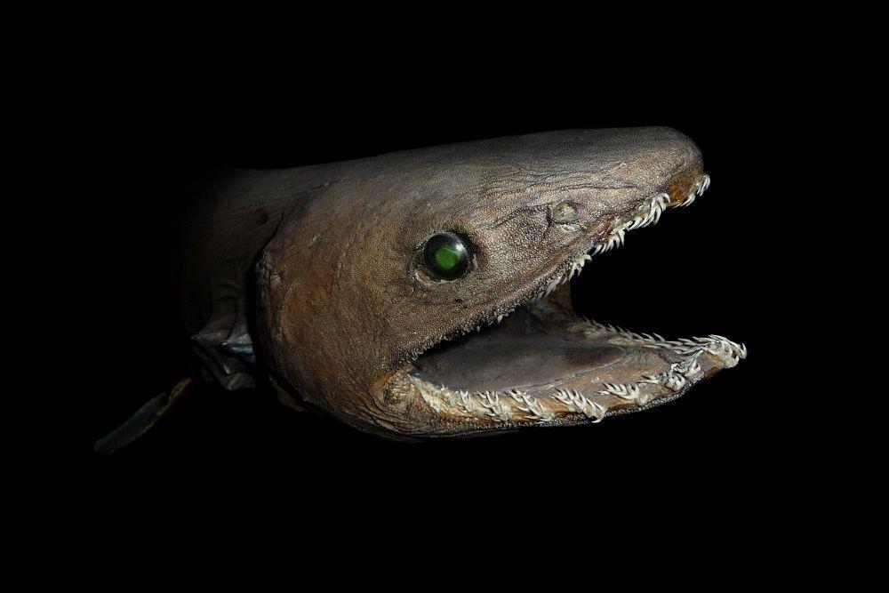 7 Fakta Menarik Hiu Berjumbai, Ikan Mengerikan Penghuni Laut Dalam