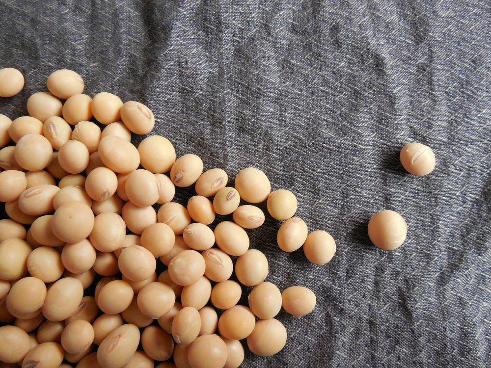 Ilustrasi kacang kedelai (pixabay.com/Jing)