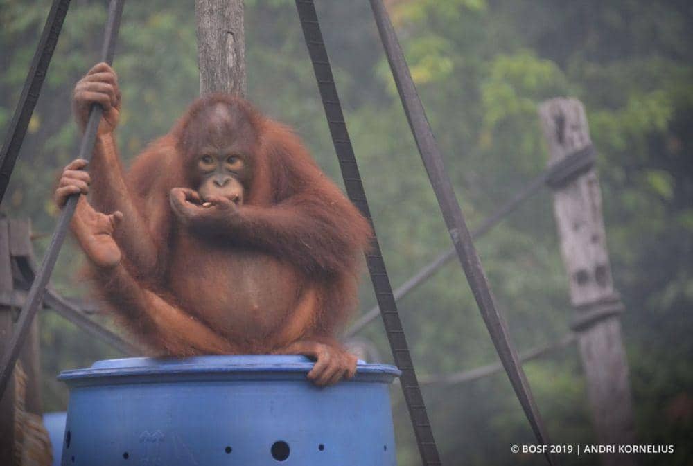 Seperti Manusia, Orangutan Bisa Cemburu, Jatuh Cinta dan Kena ISPA
