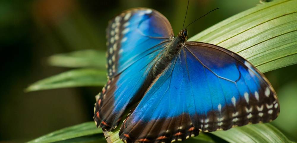 nhm.ac.uk