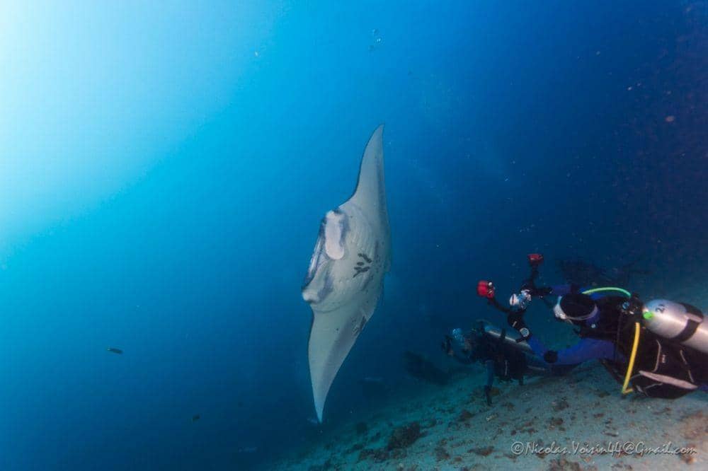 Dok.IDNTimes/Nicolas Voisin