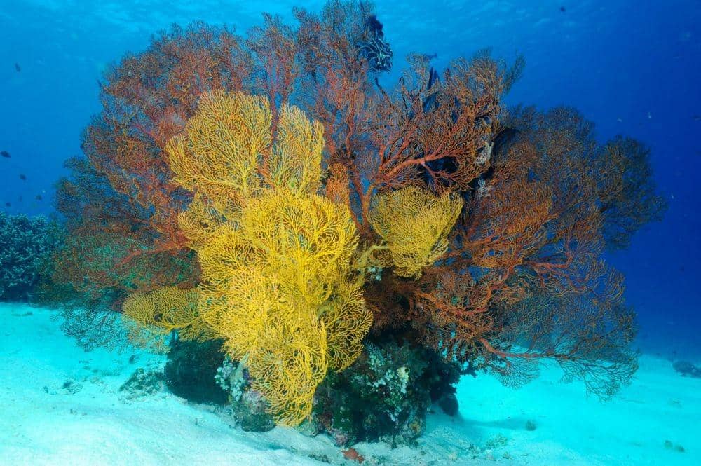 Dok.IDNTimes/Jean Michel