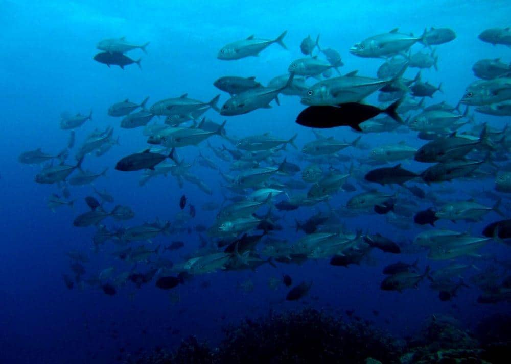 Dok.IDNTimes/Jean Michel