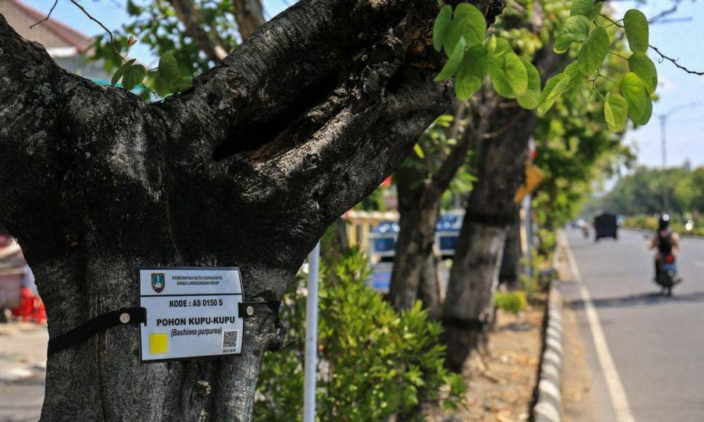Canggih, Pemkot Surakarta Berikan KTP untuk Pohon di Jalan Raya