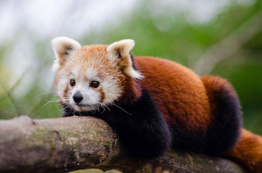 ilustrasi panda merah (greenvillejournal.com)