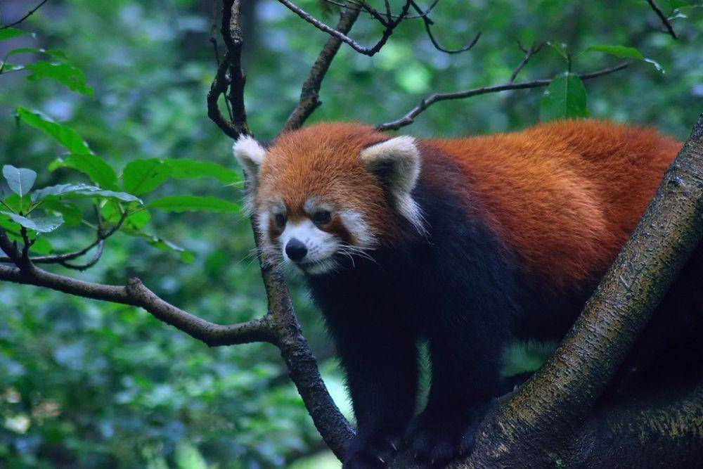ilustrasi panda merah (flickr.com)