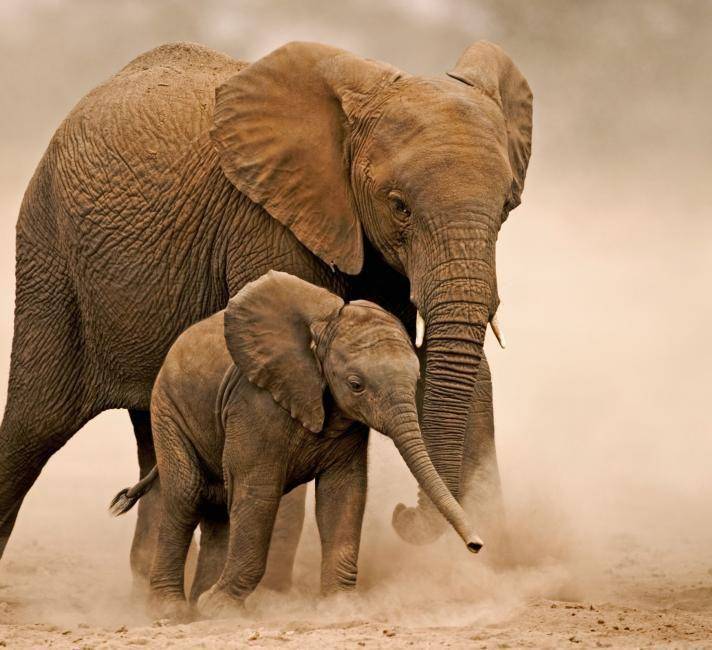 wwf.org.uk