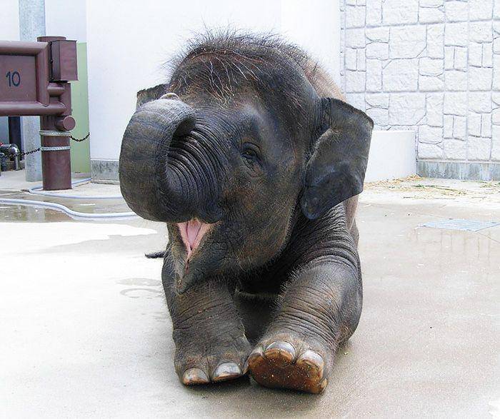 theanimalspage.com
