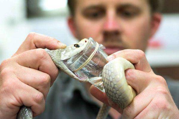 reptilepark.com