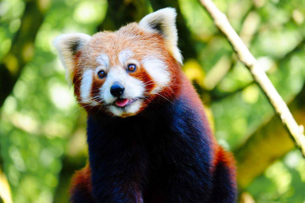 ilustrasi panda merah (wonderopolis.org)