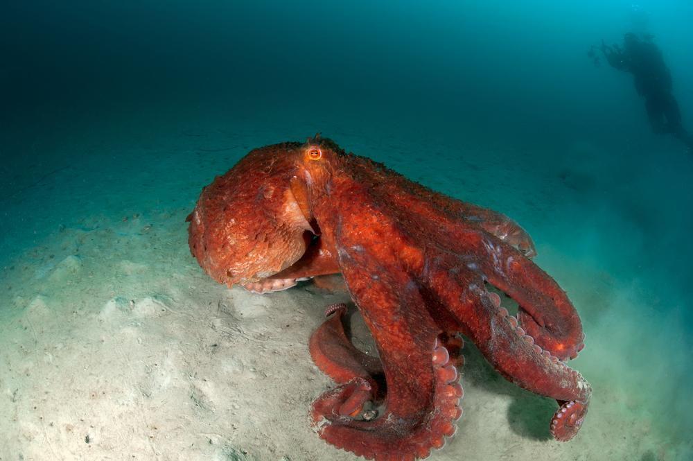 oceana.org