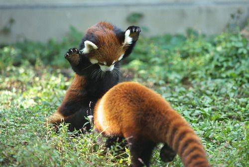 ilustrasi panda merah (rebloggy.com)