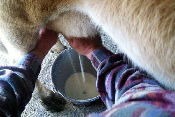 cowseatgrass.com
