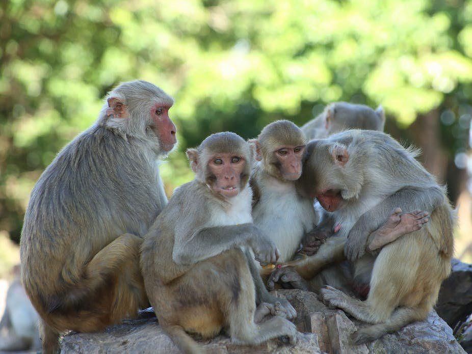 5 Fakta Monkey Island, Rumah Bagi Ribuan Monyet di Puerto Rico