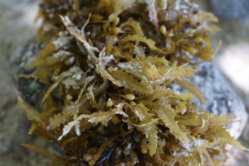 5 Manfaat Rumput Laut untuk Kecantikan, Gak Hanya Bikin Sehat Badan