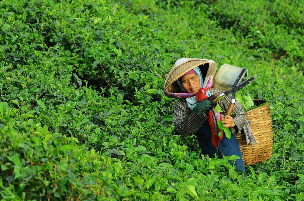 7 Negara Penghasil Teh Terbaik di Dunia, Indonesia Urutan Berapa?