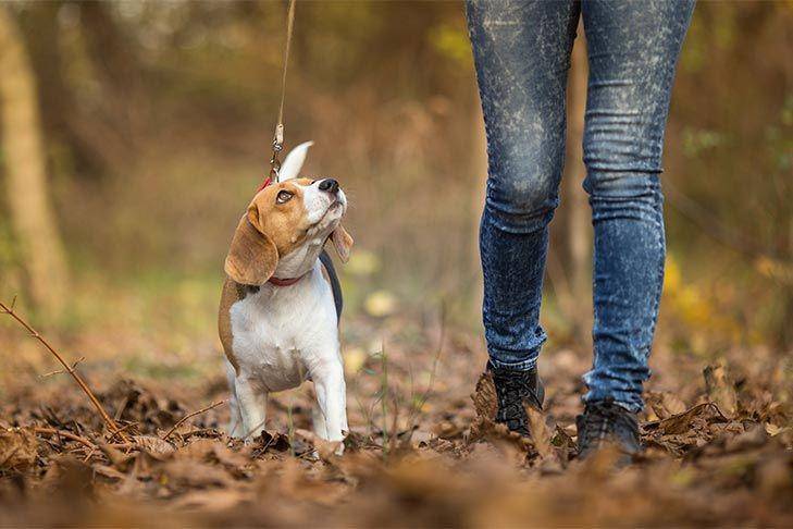 akc.org