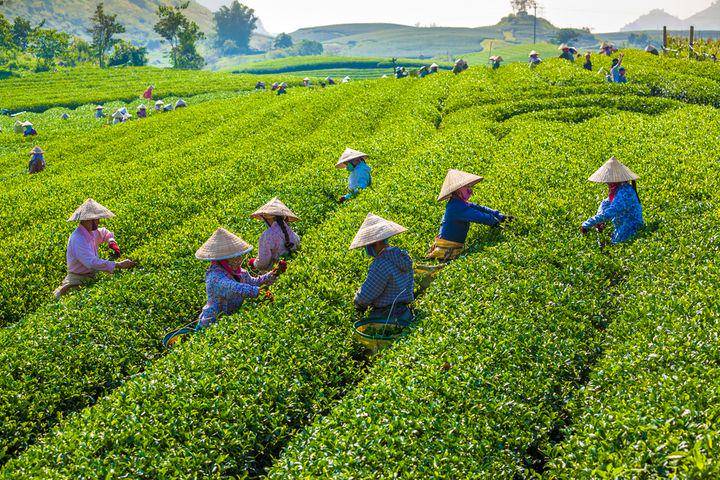 nwcvietnamconsulting.com