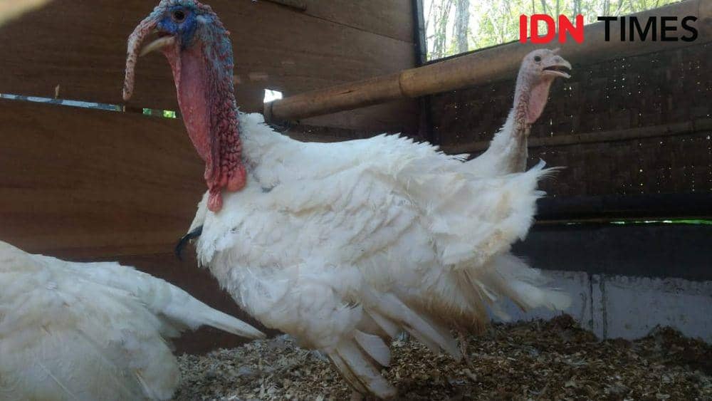 Pemkab Gagas Kampung Kalkun yang Jadi Ikon Baru Kudus