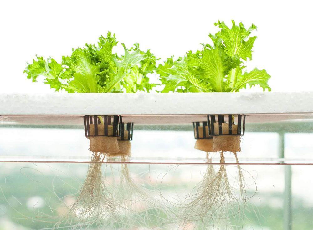 florahydroponics.com