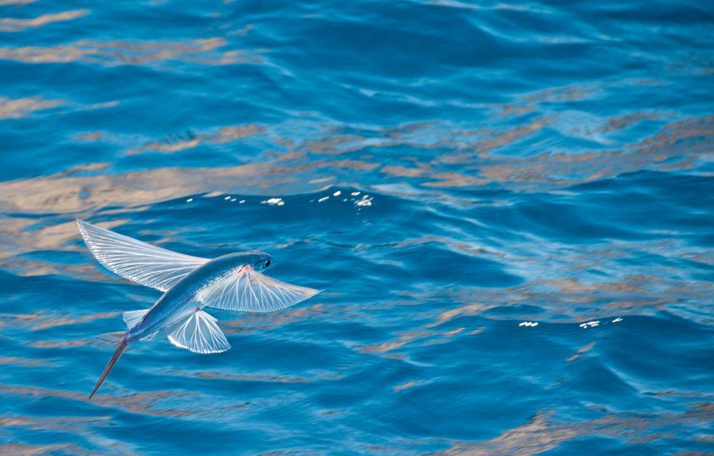 6 Fakta Menarik Torani, Ikan yang Bisa Terbang Sejauh 200 Meter!