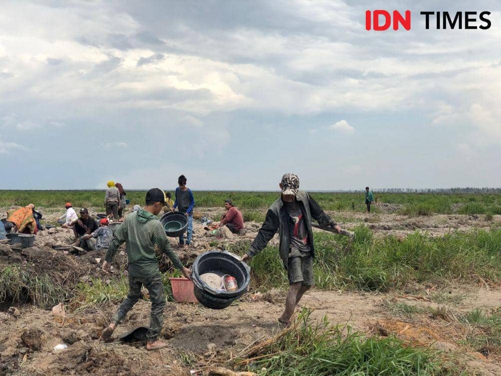 Berkah Warga Cengal, Mendulang Emas dari Tanah Konsesi Lahan Gambut