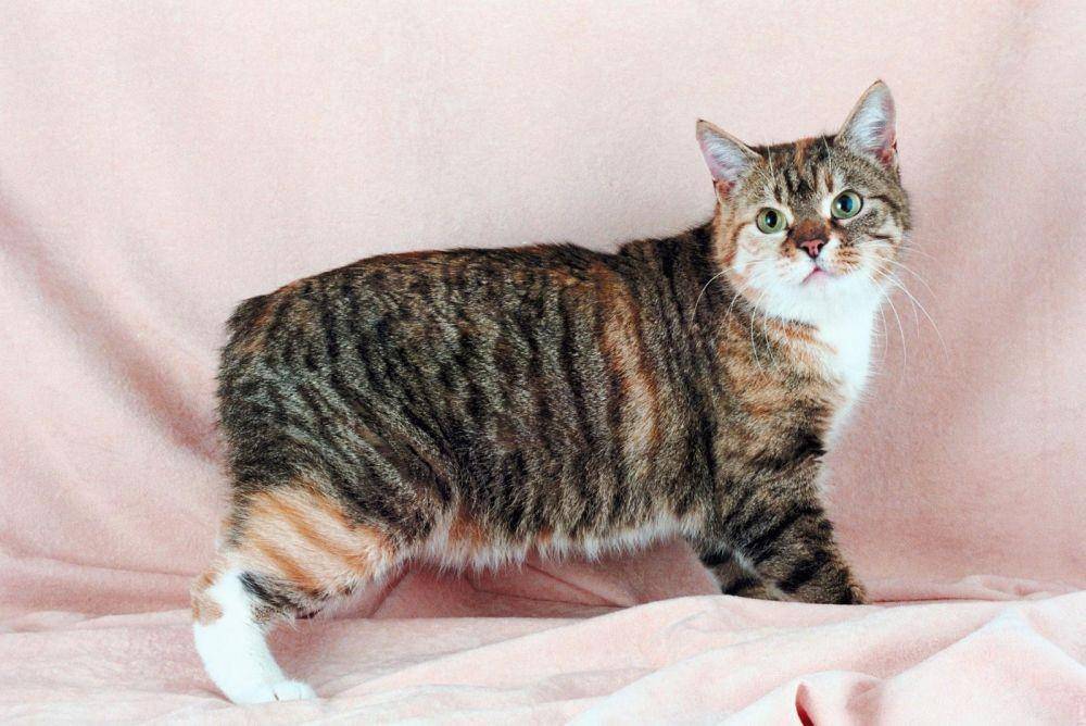 cats.lovetoknow.com
