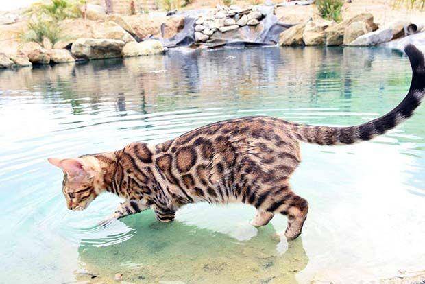 bengalcats.co