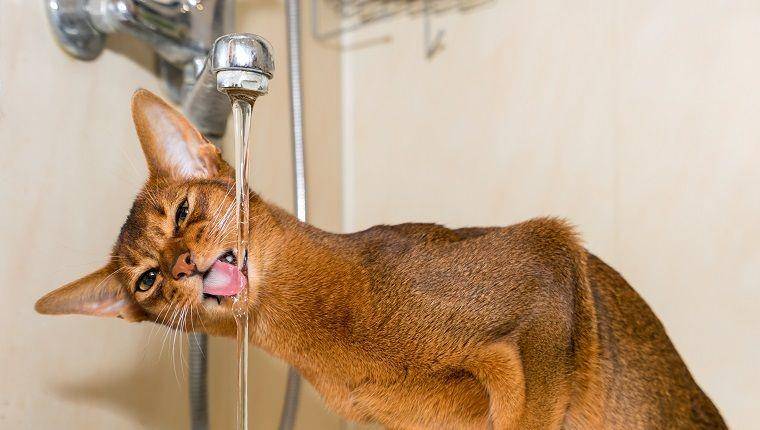 cattime.com