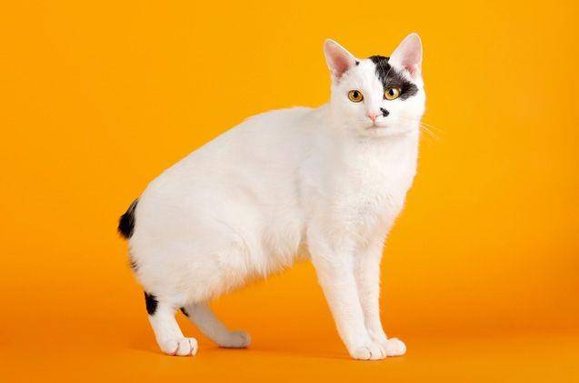 petguide.com