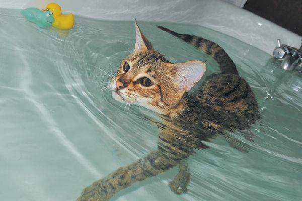 catster.com
