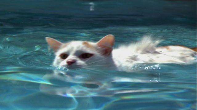 catswallpapers.net