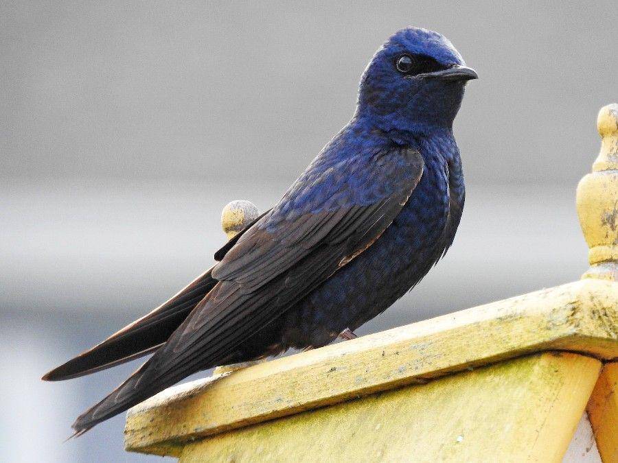 ebird.org