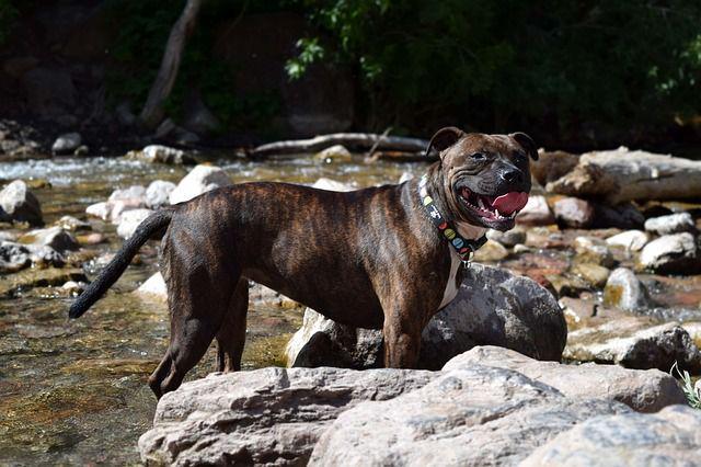 Pit Bull yang Serang Bocah 8 Tahun Baru Dipelihara Selama 6 Bulan