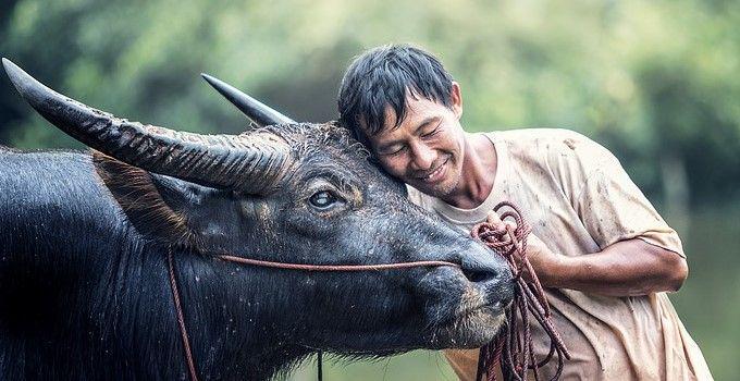 5 Fakta Unik Cara Menyembelih Kerbau dalam Upacara Adat Toraja
