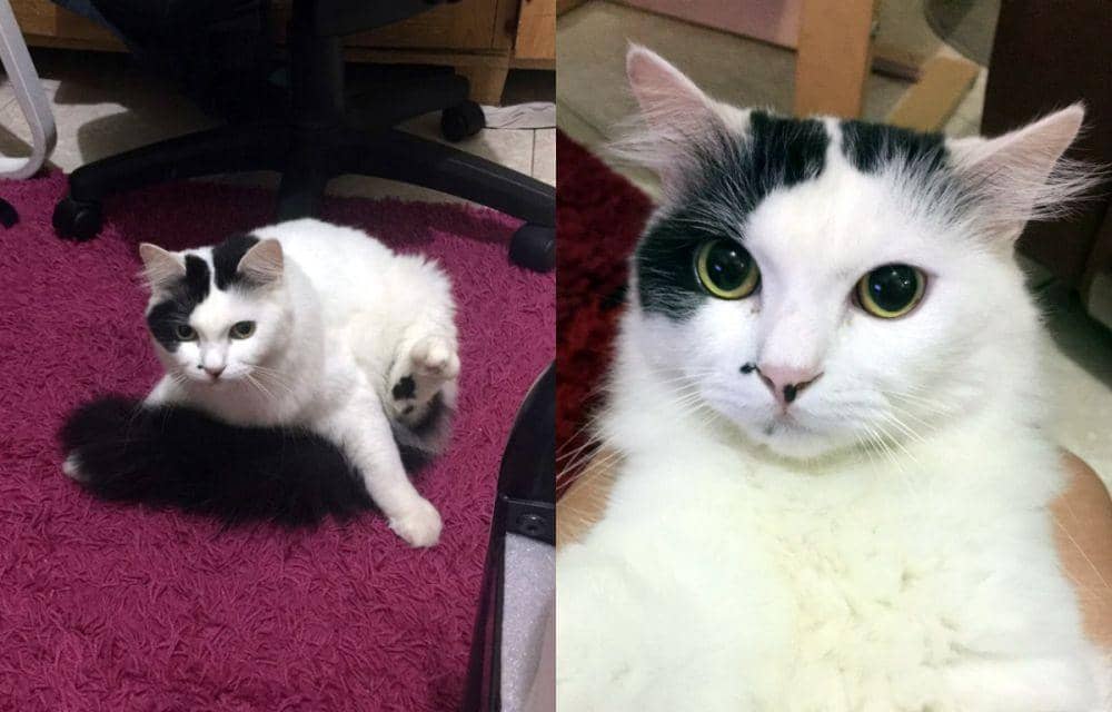 Kenalan Sama Bintik dan 7 Saudaranya, Kucing Online Kesayangan Netizen