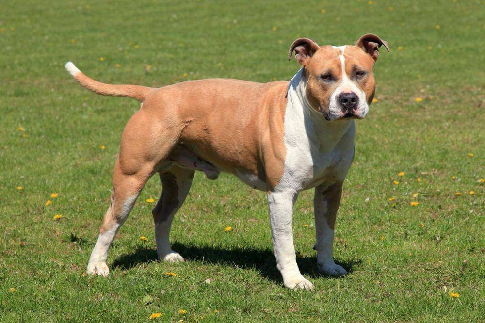 selectadogbreed.com