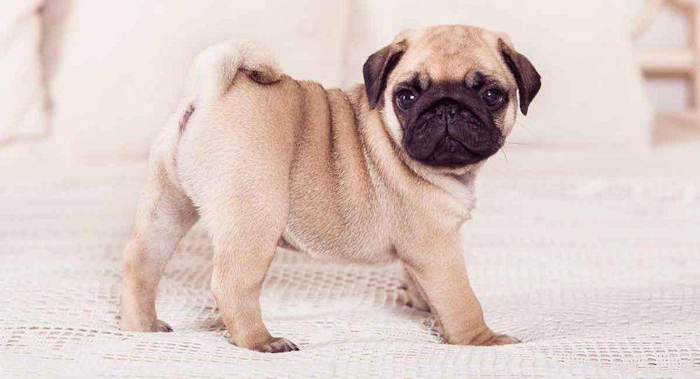 thehappypuppysite.com