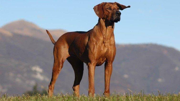 barkingroyalty.com