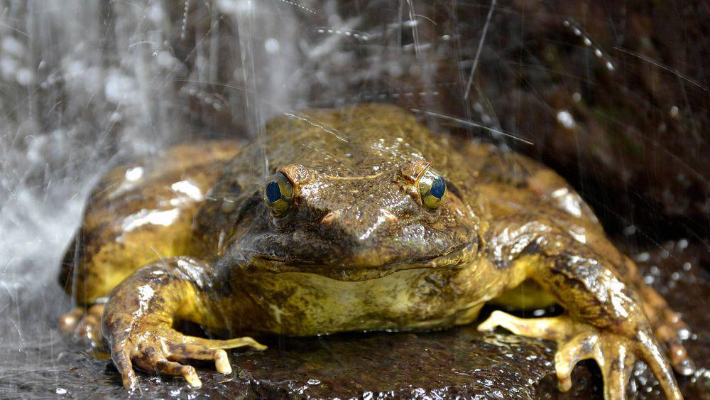 5 Fakta Katak Goliath, Amfibi yang Beratnya Mencapai 3 Kilogram!