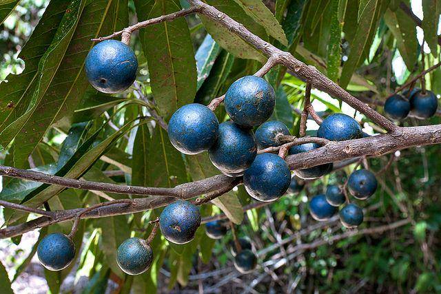 kauaiseascapesnursery.com