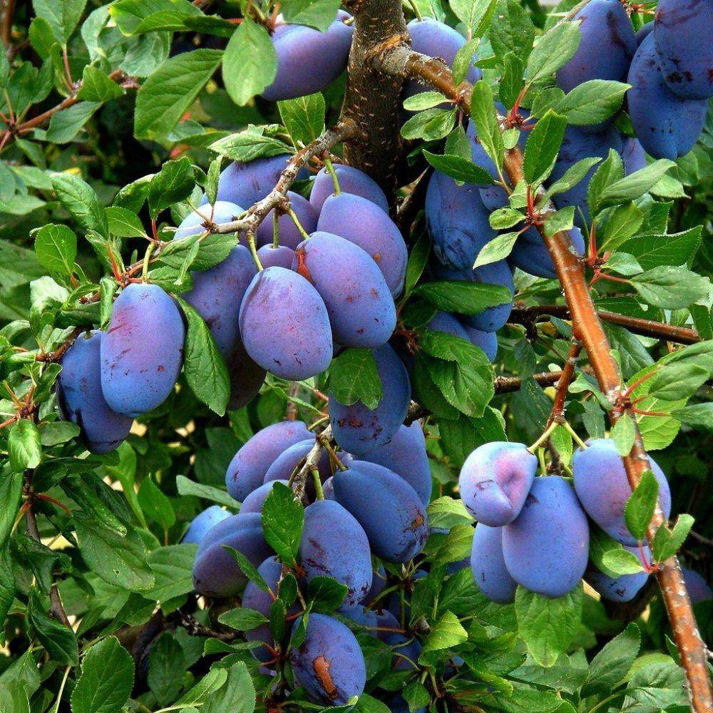gardeningknowhow.com