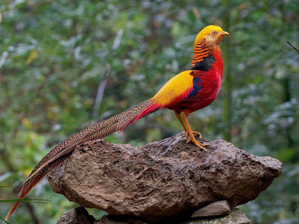 ebird.org